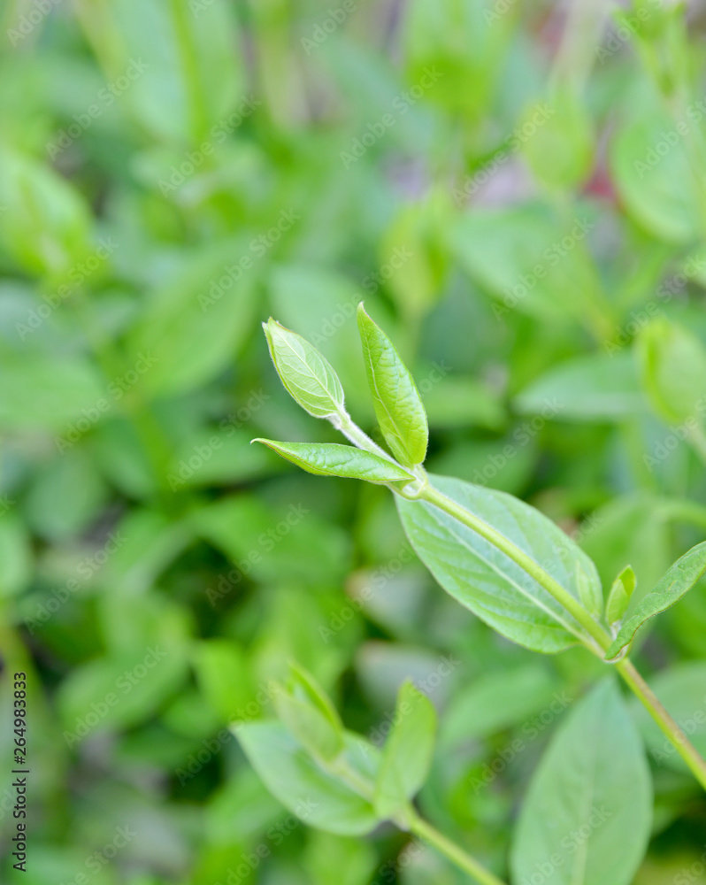 Obraz premium green leaves on background