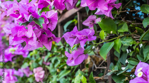 pink flowers in the park in bangkok 