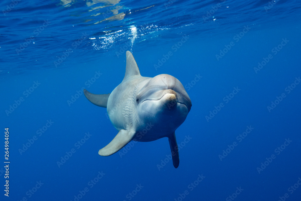 Fototapeta premium Friendly dolphin