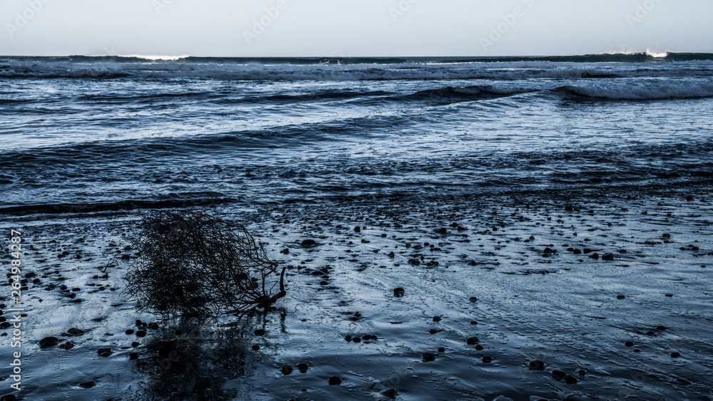 A bunch of dry grass on the ocean A bunch of dry grass on the ocean