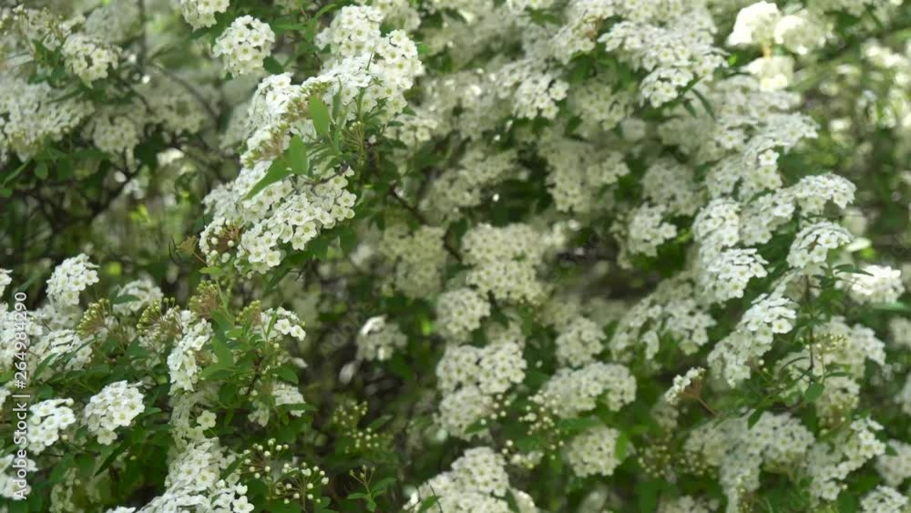 dewy flowering shrub bridal wreath spirea, floral background dewy flowering shrub bridal wreath spirea, floral background