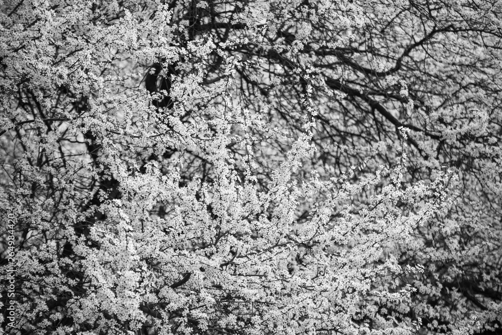 Naklejka premium Plum flowers blossom