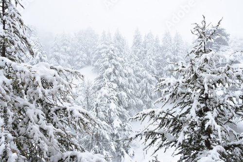 Snowy Pines, Cedars of God, Lebanon © Globepouncing