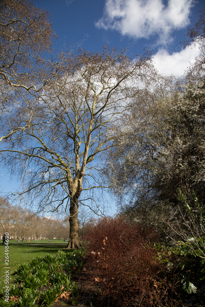 Obraz premium Just spring