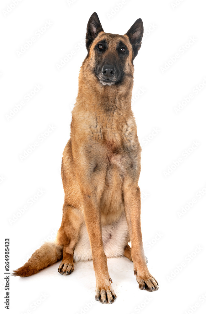 belgian shepherd malinois belgian shepherd malinois