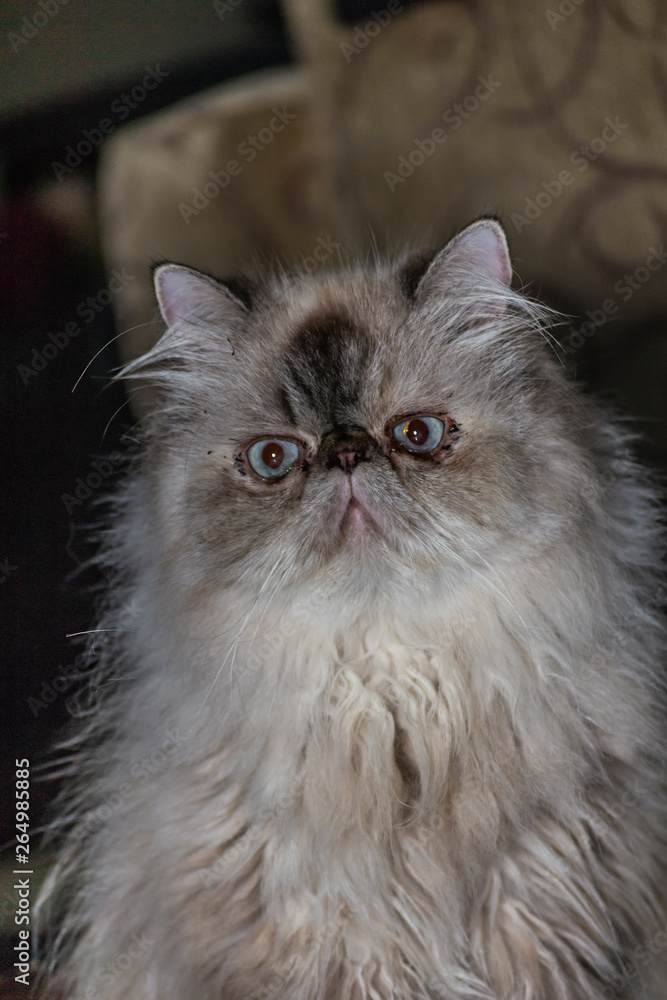 Adorables Pets - Persian and HImalayan Cats