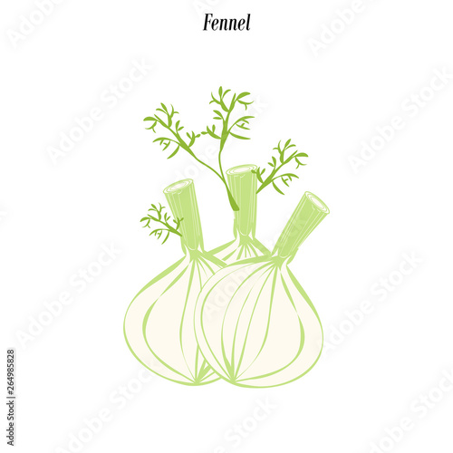 Fennel vegetable illustration