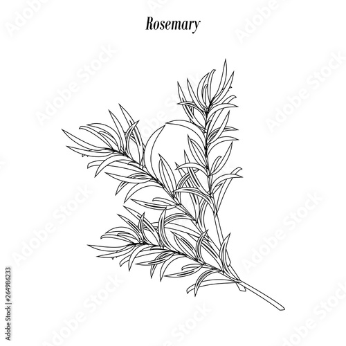 Rosemary illustration outline