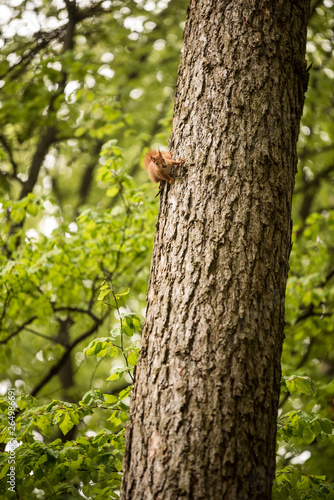 Eichhörnchen auf einer Fichte
