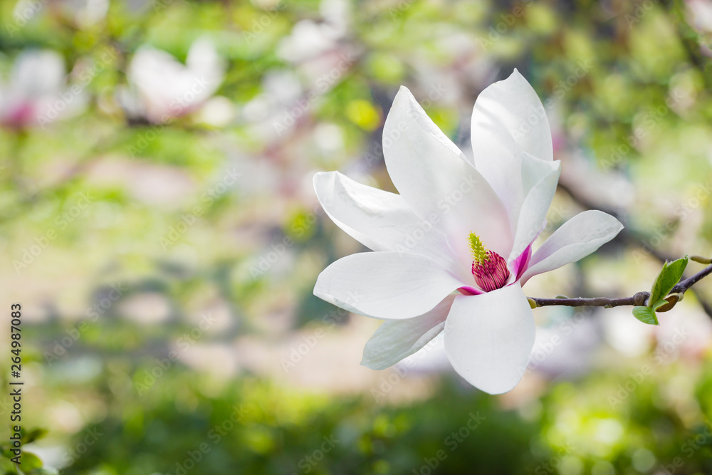 Obraz premium Magnolia soulangeana or saucer magnolia white pink blossom tree flower close up selective focus