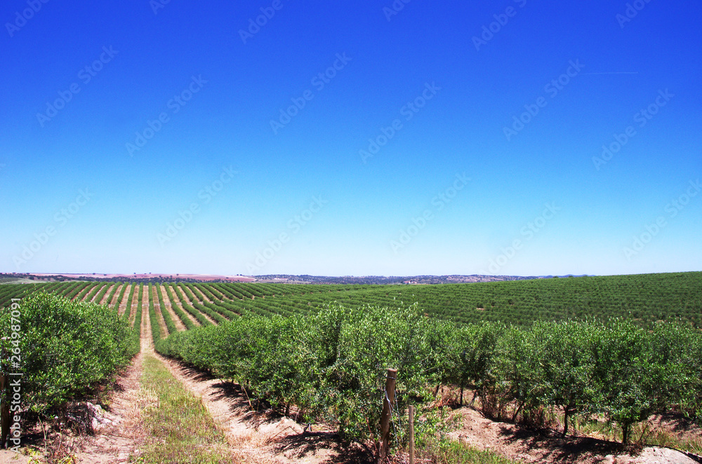 Olive tree plantation, south of Portugal
