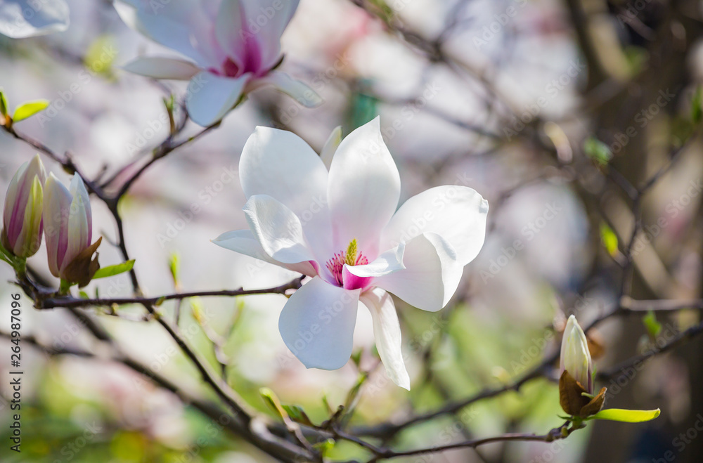Magnolia soulangeana or saucer magnolia white pink blossom tree flower close up selective focus Magnolia soulangeana or saucer magnolia white pink blossom tree flower close up selective focus