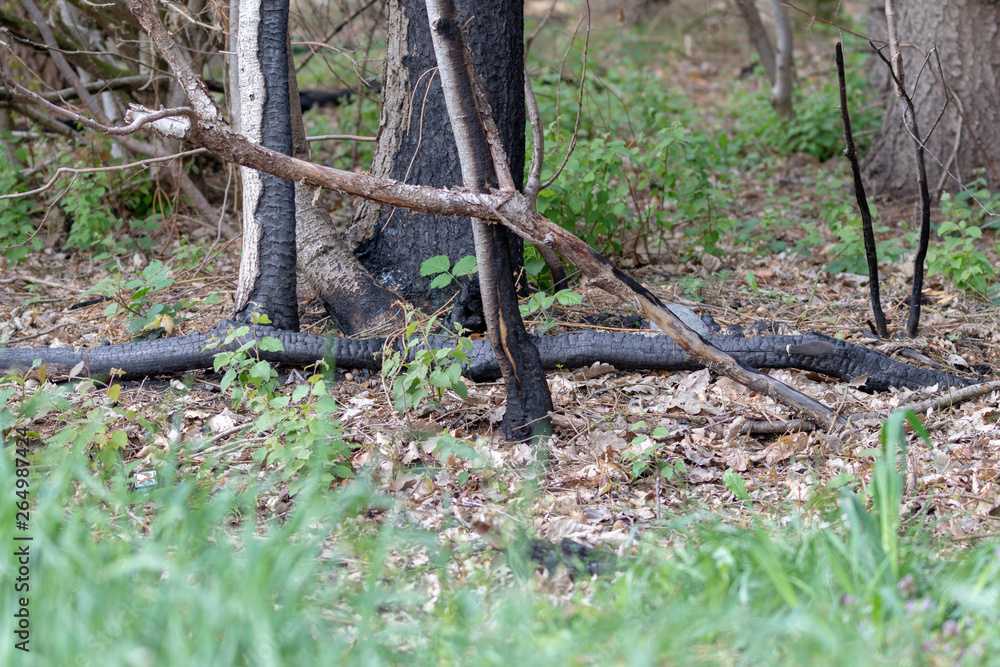 Some burned tree stems in the forest after a fire in hot summer Some burned tree stems in the forest after a fire in hot summer