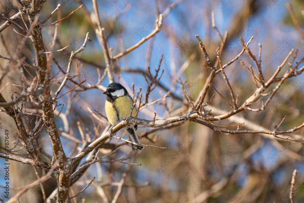 flora, fauna, nature, spring, blue, sky, Bush, twigs, bird, titmouse flora, fauna, nature, spring, blue, sky, Bush, twigs, bird, titmouse
