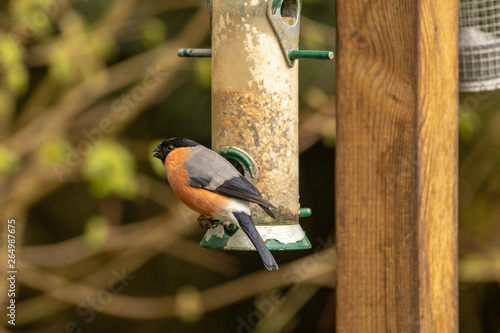 Bullfinch at a bird feeder. Vivid early spring colours ready for the mating season. © Robert L Parker