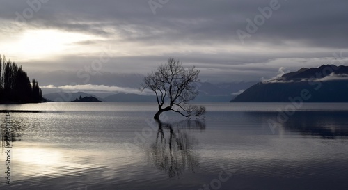That Wanaka Tree