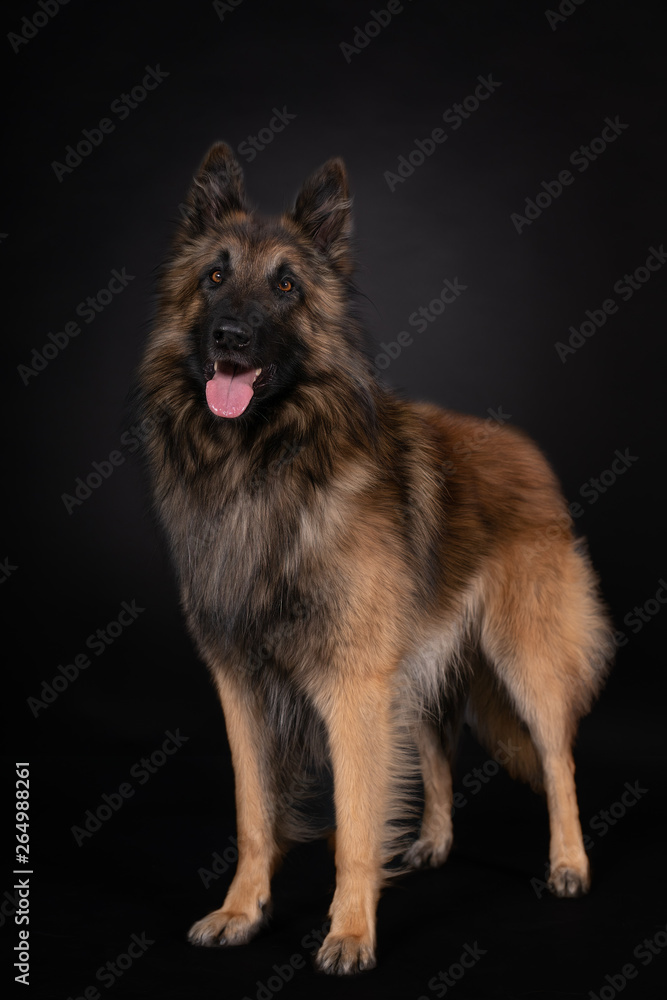 Fototapeta premium Schäferhund