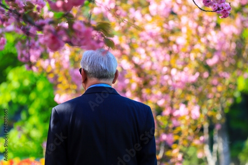 Elderly gray haired man walking down the street among the blossoming Japanese cherry, sakura