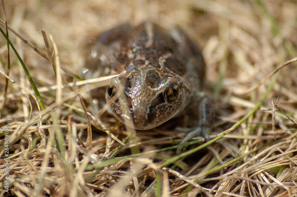 a small garlic toad sits in the grass and looks into the camera a small garlic toad sits in the grass and looks into the camera