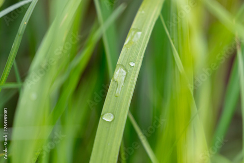 close up of green grass with dew drops