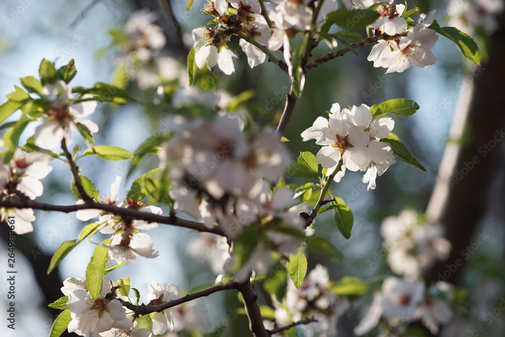 Almond tree blossom in spring garden closeup Almond tree blossom in spring garden closeup