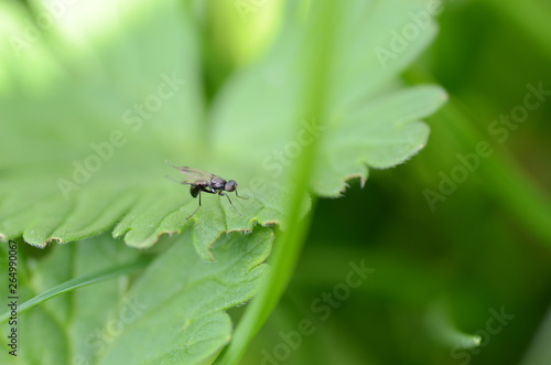 insect on a green leaf © Heike