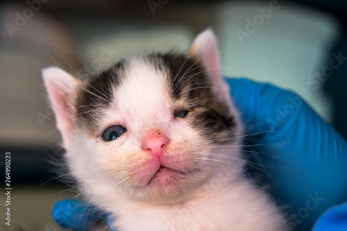 kitten with conjunctivitis in the hand of  veterinarian