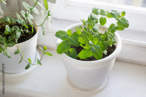 Growing of mint on windowsill © Alusha