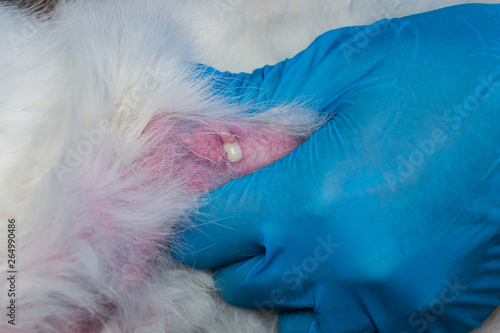 the veterinarian massages the mammary gland of a cat with mastitis, to evacuate the infected milk photo