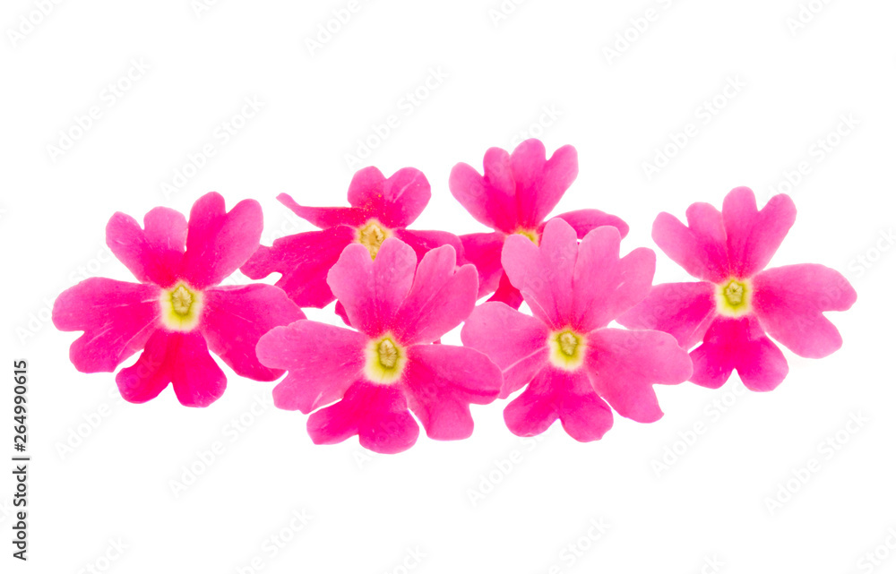 pink verbena isolated pink verbena isolated