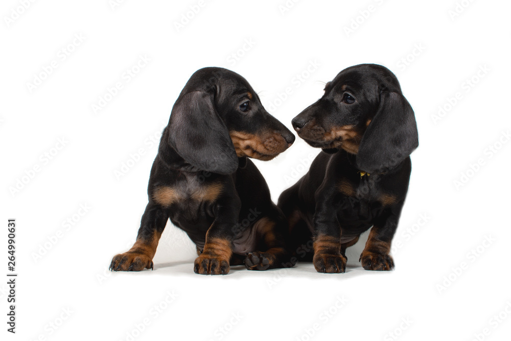 Two Dachshund puppies sitting and looking at each other.