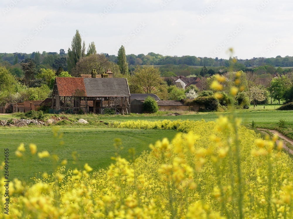 The Black Barn (16th Century), Woodoaks Farm, Maple Cross, Hertfordshire with foreground of blurred yellow flowering kale