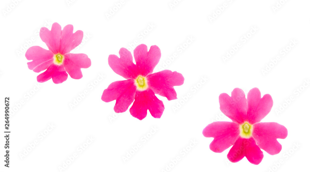 pink verbena isolated pink verbena isolated