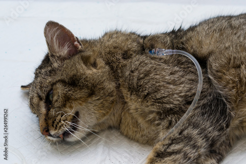 hydration of a cat by giving subcutaneous fluids