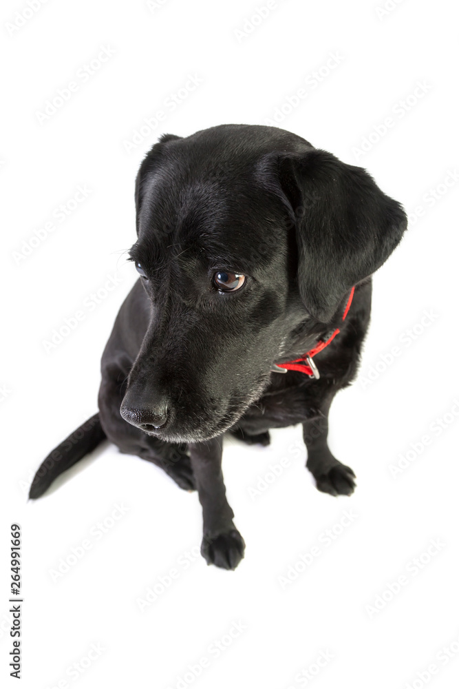 Labrador Retriever Labrador Retriever