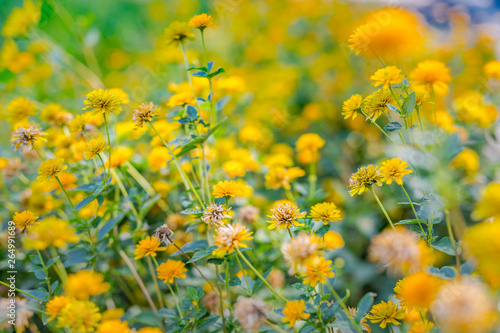 Spring summer background with beautiful yellow flowers on blurred garden background © icemanphotos
