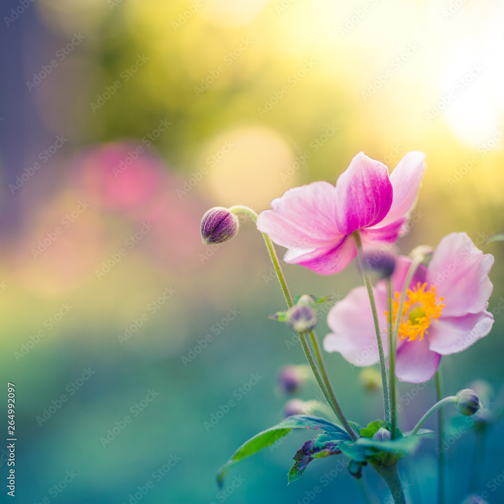 Beautiful flowers and meadow on blurred nature background ...