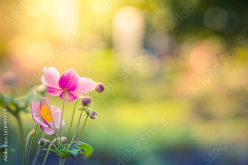 Beautiful flowers and meadow on blurred nature background. Wonderful spring summer mood background. Inspirational nature closeup