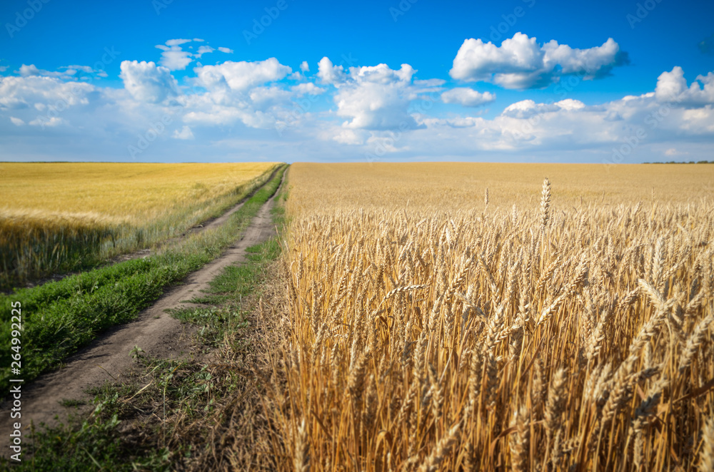 Wheat field under cloudy blue sky in Ukraine