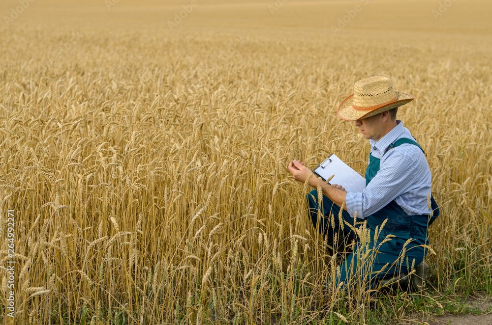 Farmer with clipboard inspecting crop at wheat field
