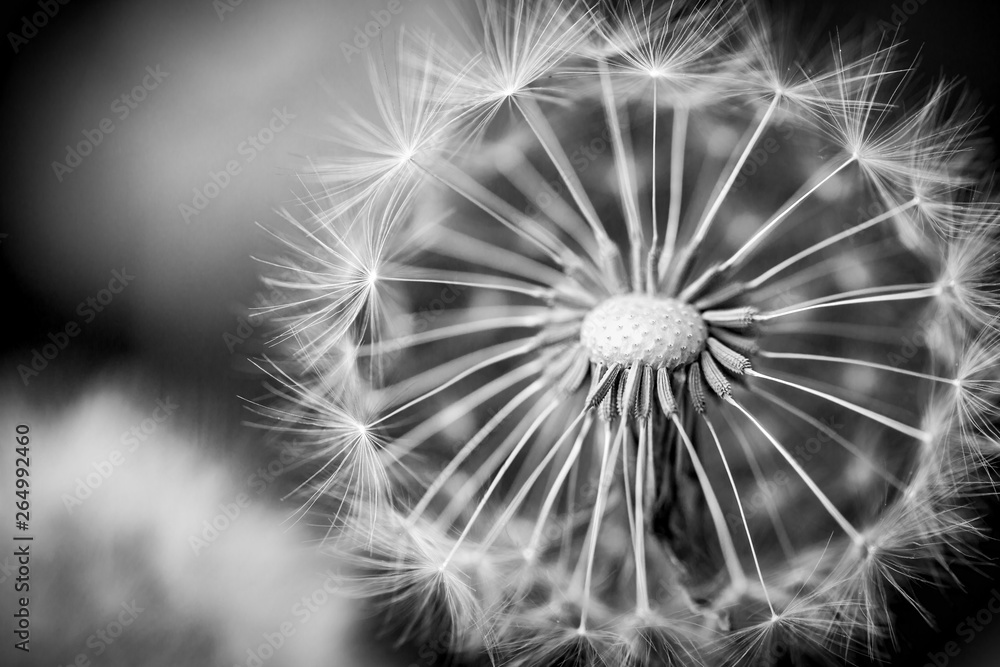 Naklejka premium Closeup of dandelion on natural background. Bright, delicate nature details. Inspirational nature concept, soft blue and green blurred bokeh backgorund