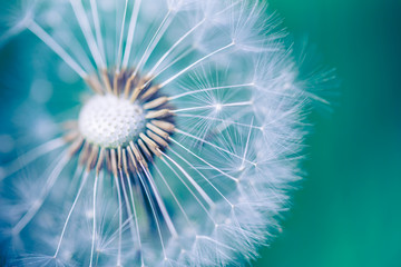 Closeup of dandelion on natural background. Bright, delicate nature details. Inspirational nature concept, soft blue and green blurred bokeh backgorund