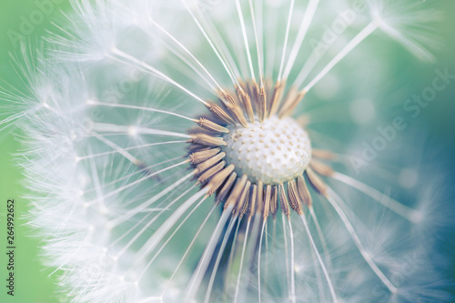 Closeup of dandelion on natural background. Bright  delicate nature details. Inspirational nature concept  soft blue and green blurred bokeh backgorund
