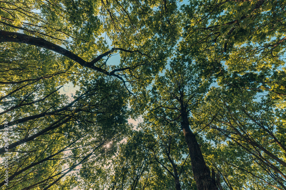 Fototapeta premium Fresh beautiful forest trees. nature green wood sunlight backgrounds