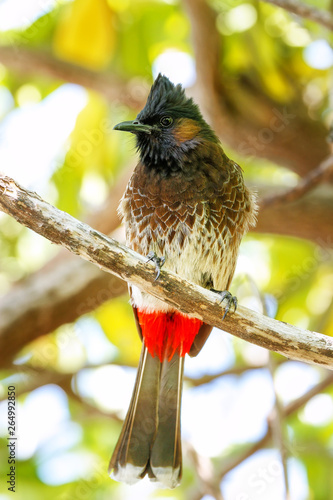 Red-vented bulbul (Pycnonotus cafer) sitting on a tree photo