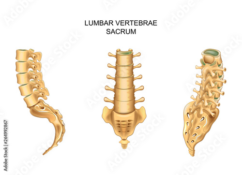 sacrum and lumbar vertebrae in different positions photo