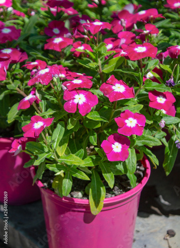 Fototapeta Naklejka Na Ścianę i Meble -  Pink flowers in pink flower pots