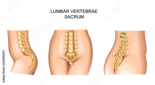sacrum and lower back photo