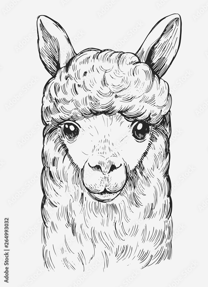 Llama s Head and Drawn Outline Converted To Vector Stock Vector 