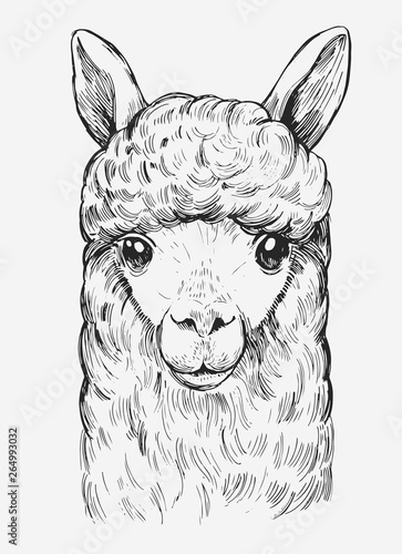 Llama's head. Нand drawn outline converted to vector.